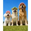 PET SHOW - Gorra de béisbol para perros pequeños