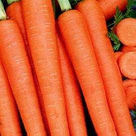 Organic Tendersweet Carrot Seed - 1 OZ ~18,200 Seeds - Non-GMO, Open Pollinated, Heirloom, Vegetable Gardening Seeds