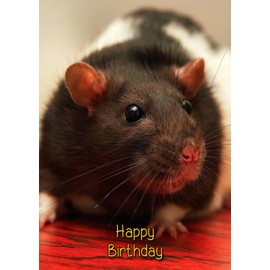 Rat Birthday Card