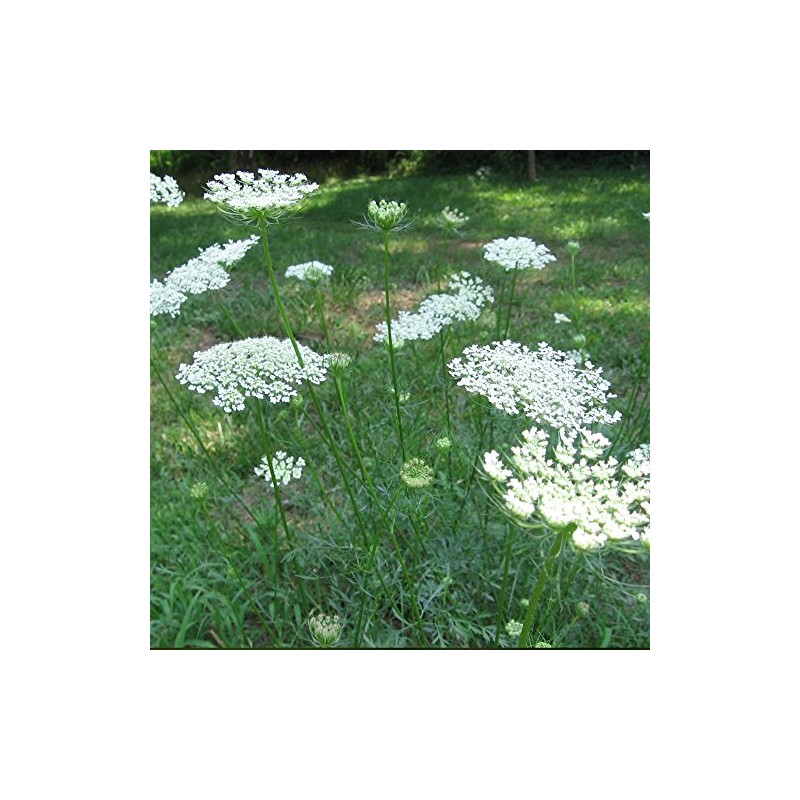 Palm Beach Medicinal Herbs - Queen Anne's Lace (Daucus carota)