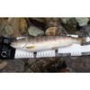 TuringmonkeyTM Mobile Fishing Measure White