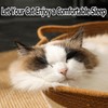 FHKPET Instinct Basket, Stimuli Handwoven cat Basket Rope Cotton Eliminates