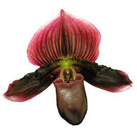 Orchid Insanity -- Paphiopedilum Lady Slipper Orchid Maudiae Hybrid Dark Vini-Colored, Easy and Hardy Slipper Orchid, NOT in Bud/Bloom When Shipped