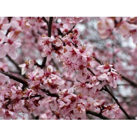 Red June Plum - Self Pollinating Live Fruit Tree Shipped 2 to 3 Feet Tall by DAS Farms
