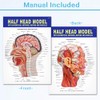 EVOTECH SCIENTIFIC Human Half Head Superficial Neurovascular Model with Musculature,