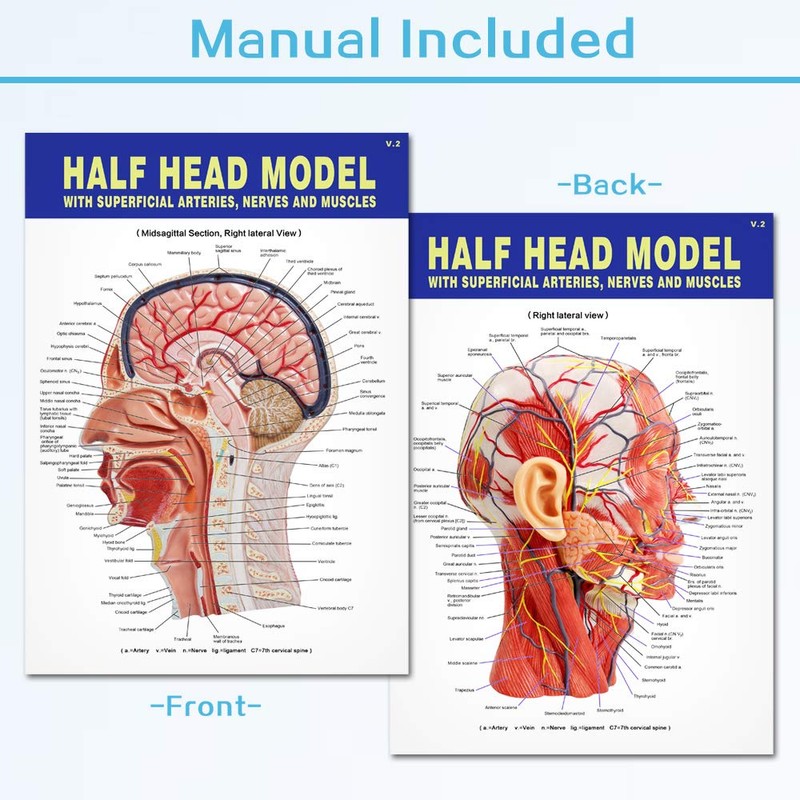 EVOTECH SCIENTIFIC Human Half Head Superficial Neurovascular Model with Musculature,