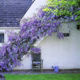 JQBay 10 Wisteria Flower Seeds
