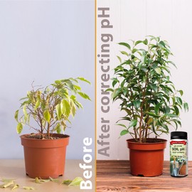 Soil pH Paper Test Kit – 100 Tester Strips (3.5-9 Range) – Use for Testing Garden Home Lawn Grass Vegetable Gardening Dirt Yard Compost Outdoor and Indoor Plants