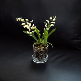 Phoenix Vine 3.5 Inch Clear Acrylic Planter Pot with Tray, Orchid Pot with Drainage Holes, Deep Saucer for Bottom Watering, Transparent Containers for Indoor Plants, Herbs, Set of 4, 91-A-D-4