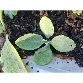 Unbranded Rare Donkey Ear Plants (Kalanchoe Gastonis-Bonnieri) 3 Baby Cuttings 2-4" Rooted
