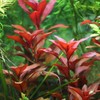 15 Red Ludwigia Repens Leaf Live Aquarium Plants Stem Bunch
