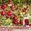 ULTHMOK Roselle Tea 100 Bags Herbal Tea Hibiscus Tea Health