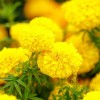 GardeningTreasures 75+ Giant Crackerjack Mix Marigold seeds