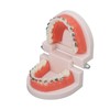 Dental Typodont Teeth Model with Orthodontic Metal Bracket for Dentist
