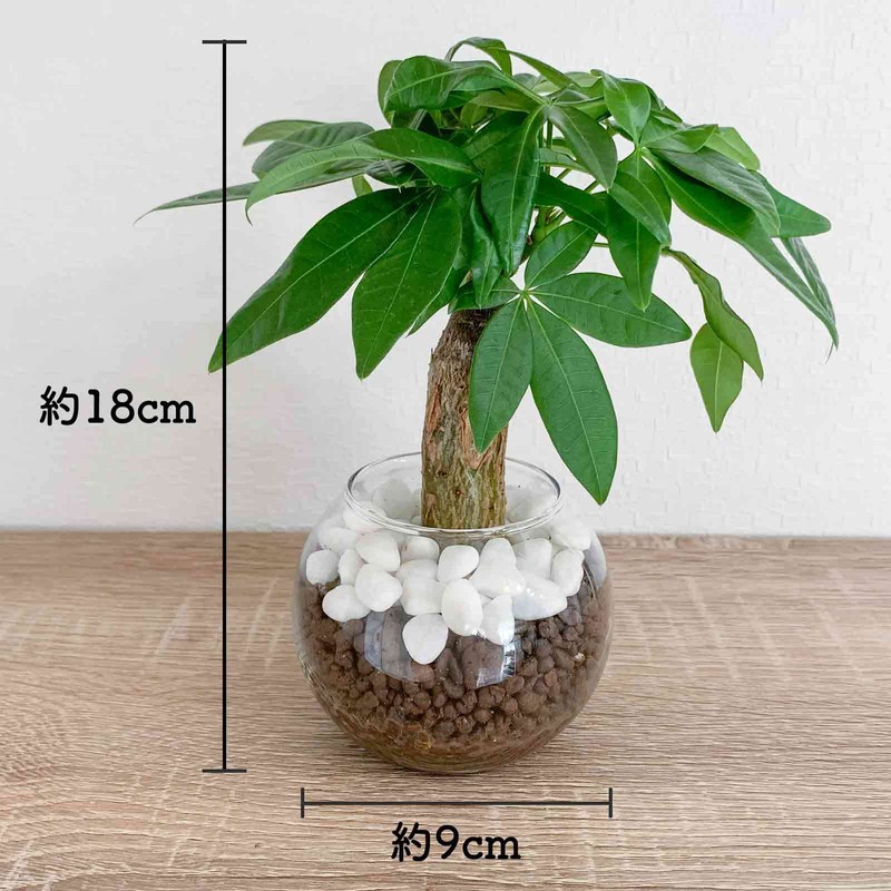 Decorative Hydroponic Pachira Plant, Miniature, Real, Hydroculture, No. 2 Size,