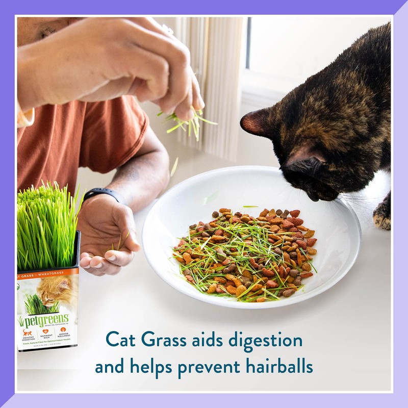 Pre-Grown Organic Cat Grass Plant for Indoor Cats. Natural Live