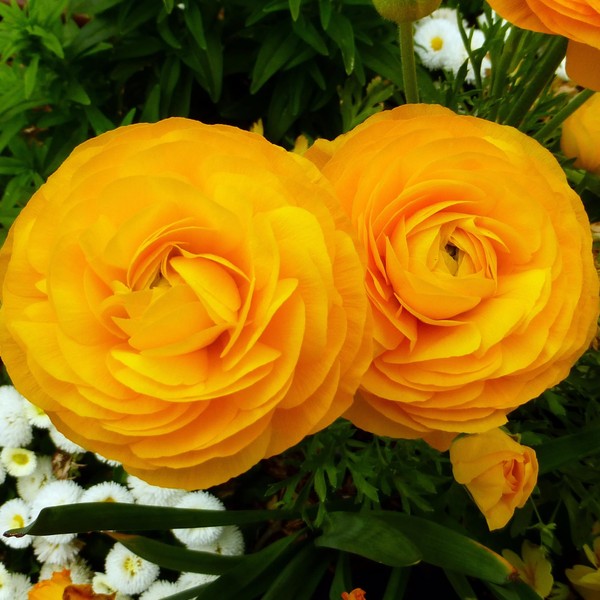 Ranunculus 'Gold' Bulbs (10 Bulbs) - Deep Yellow Ranunculus Bulb
