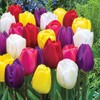 Mixed Color Tulip Bulbs for Planting - Ships from Iowa,