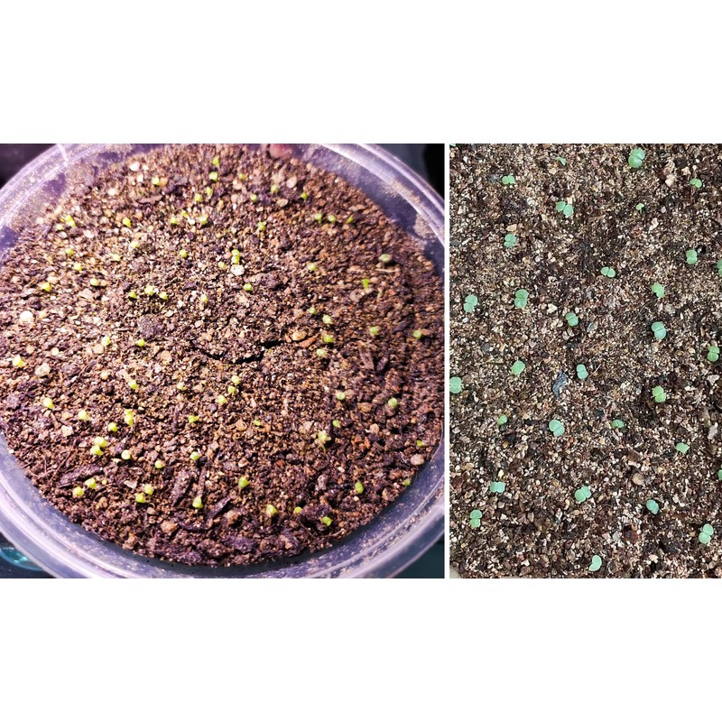 20 QT Professional Grade Horticultural Organic Vermiculite (20 QT, Vermiculite)