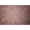 Lycra Net Fabric with Sequence Rose Gold Color 58" Wide