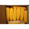 24 ears corn--squirrels animals and crafts new crop--IOWA CORN
