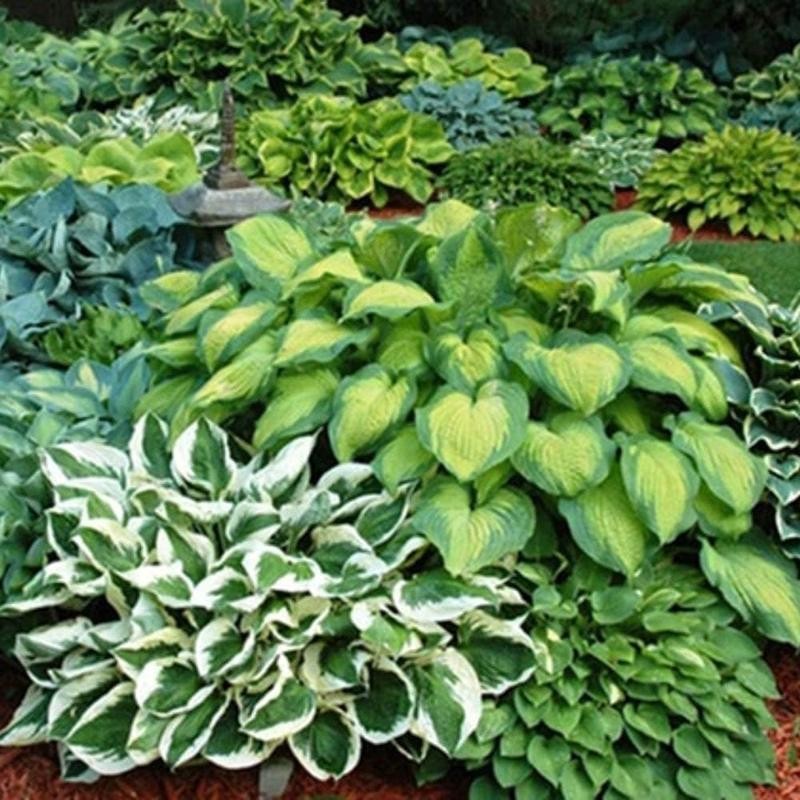 800 pcs Heart Hosta Seeds - Vibrant Green Perennials for