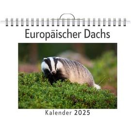Europäischer Dachs - (Wandkalender 2025, Kalender DIN A4 quer, Monatskalender im Querformat mit Kalendarium, das perfekte Geschenk)