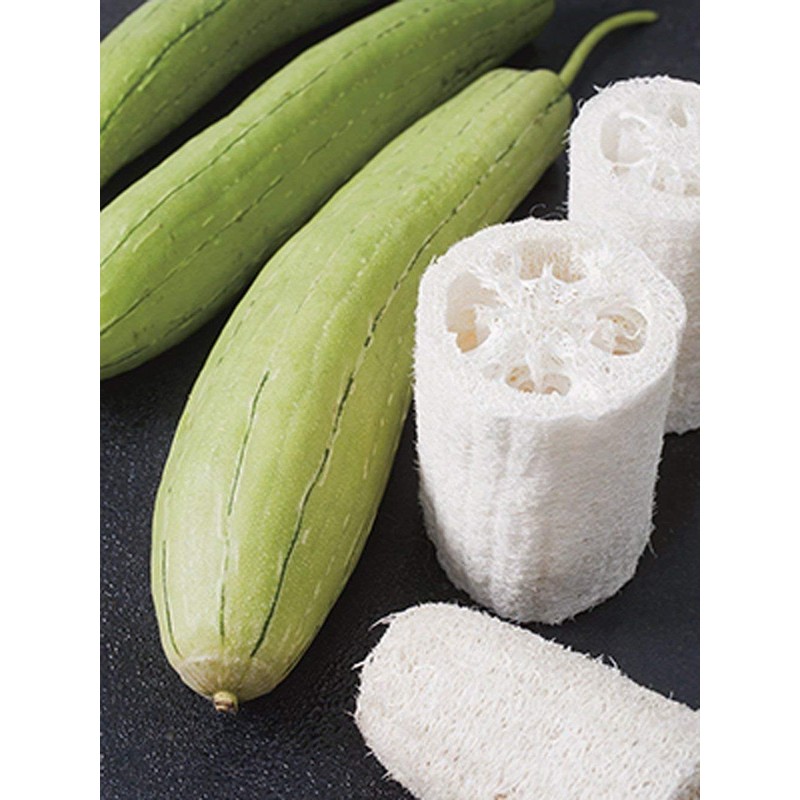 CEMEHA SEEDS - Dishrag Gourd Smooth Luffa Sponge Rag Non