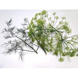 Dill Seed Long Island Mammoth