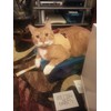 Mynwood Cat Jacket/Harness Caramel Kitten up to 8 month