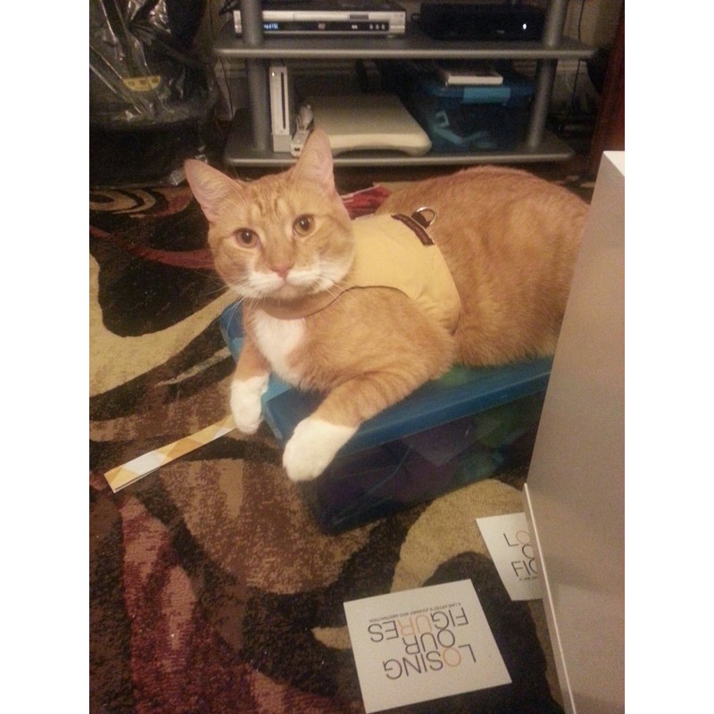 Mynwood Cat Jacket/Harness Caramel Kitten up to 8 month