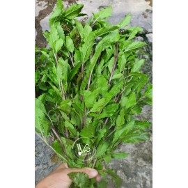HOLY BASIL SEEDS, กะเพราขาว - HẠT HƯƠNG NHU TÍA (500+ PCS)