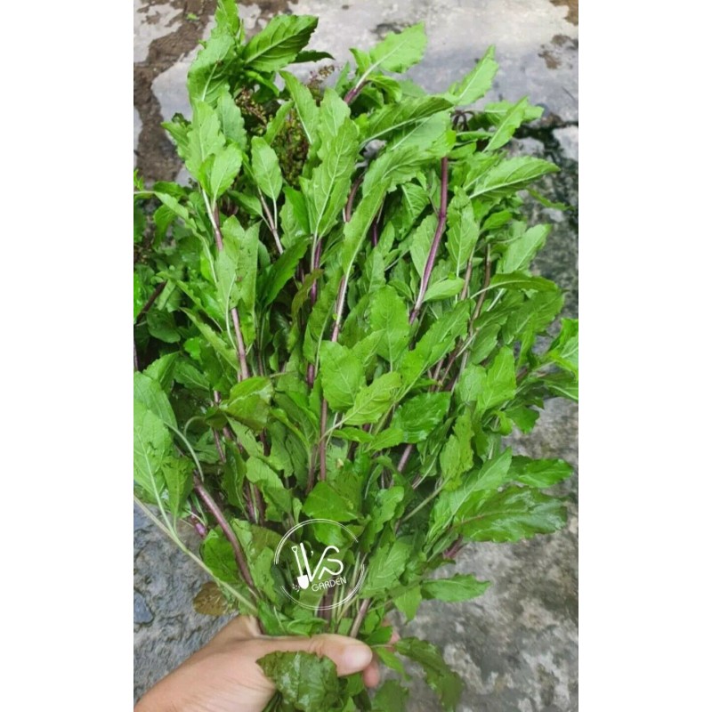 HOLY BASIL SEEDS, กะเพราขาว - HẠT HƯƠNG NHU TÍA (500+