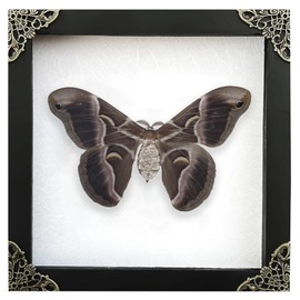 Real Moth Atlas Butterfly Wooden Framed Dead Insect Dried Bug Beetle Shadow Box Black Taxidermy Specimen Display Oddity Tabletop Standable Wall Hanging Home Decor K16-42-TR