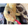 120 inch high Simulation Extra Long Snake, Soft Plush Toy,