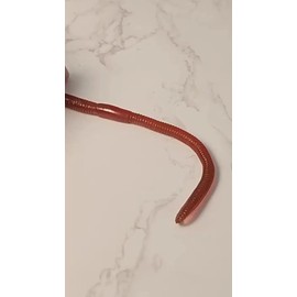 Señuelo Blando de Gusano JOYGOD para Pesca – Pack de 18 Realistas Lombrices de 10cm con Aroma a Pescado,Material de PVC, para la pesca de peces pequeños y medianos en entornos de agua dulce o salada.