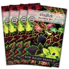 Sow Right Seeds Sow Right Seeds - Coleus Rainbow Mix Seeds for Planting - Beautiful Flowers to Plant in a Home Garden - Indoors or Outdoors - Non-GMO Heirloom Seeds - Attractive & Colorful - Great Gardening Gift (4)