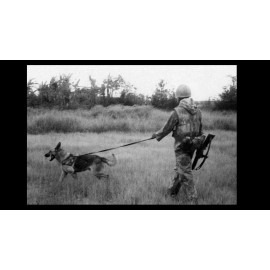 Vietnam War Scout Dog PHOTO US Marine Search Rice Paddies 68