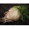 300 Sugar Beet Beet Seeds for Planting 5 Grams of