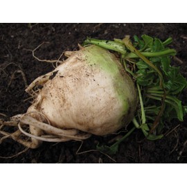 300 Sugar Beet Beet Seeds for Planting 5 Grams of Seeds Non GMO and Heirloom Survival Vegetable Garden