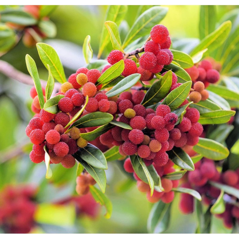 CZ Grain Yumberry Tree Seeds for Planting (10 Seeds) -Yang-mei