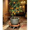 SIAMO 20" Heavy Duty Plant Caddy (570lbs Capacity)-Lockable Non-Scratch Swivel