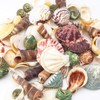 HAKACC Sea Shell Set, 50-70 PCS Assorted Natural Shells for