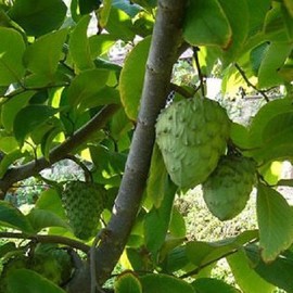 5 Seeds of Annona Cherimola - Cherimoya. Sweet, Juicy, White Fleshed Exotic Fruit!