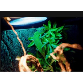 CHUANG 2 Packs Reptile Plants Hanging Fake Vines Climbing Terrarium Plant with Suction Cup for Bearded Dragons Lizards Geckos Snake Pets Hermit Crab and Tank Habitat Decorations, green (AMZCW001)