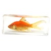 REAL BUG FH304 Common Goldfish Paperweight (4.4x1.6x1.1)