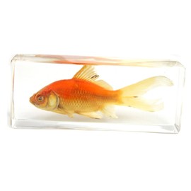 REAL BUG FH304 Common Goldfish Paperweight (4.4x1.6x1.1)