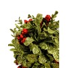 Ganz 5 Inch Mistletoe Kissing Ball Ornament,Red,5" Dia.