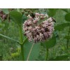 Milkweed Monarchy 2 oz (6k+) Common Milkweed Seeds (Asclepias syriaca),