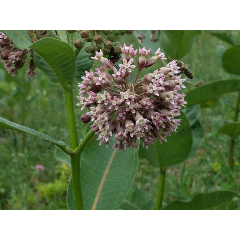 Milkweed Monarchy 2 oz (6k+) Common Milkweed Seeds (Asclepias syriaca),